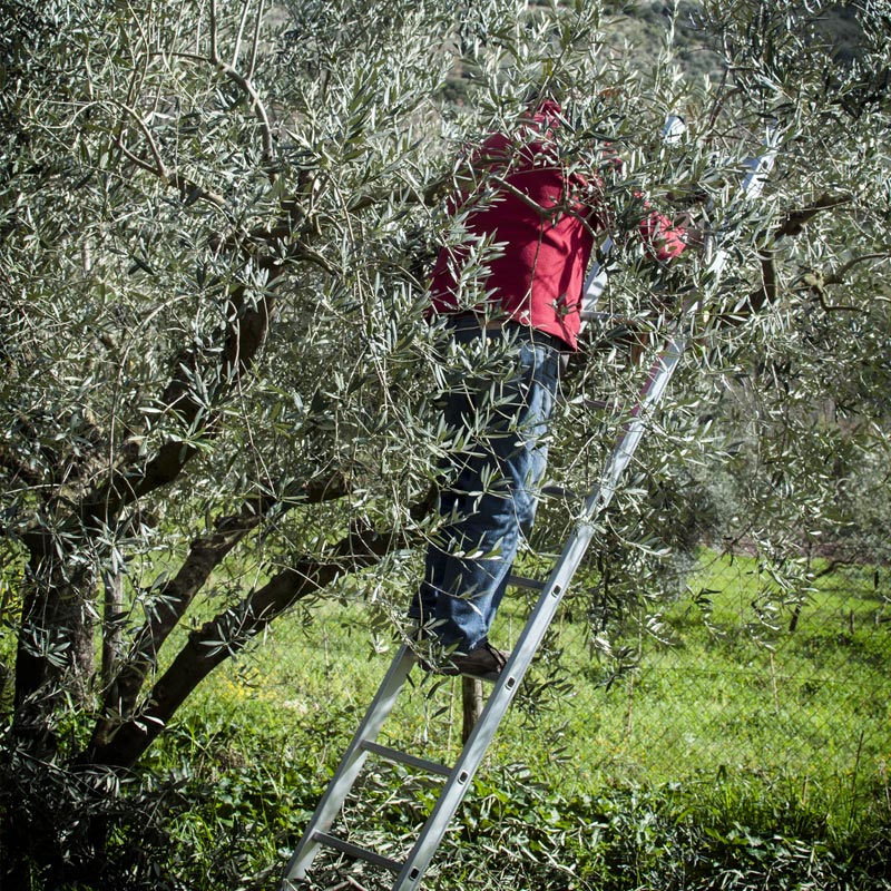 manutenzione potatura olivi