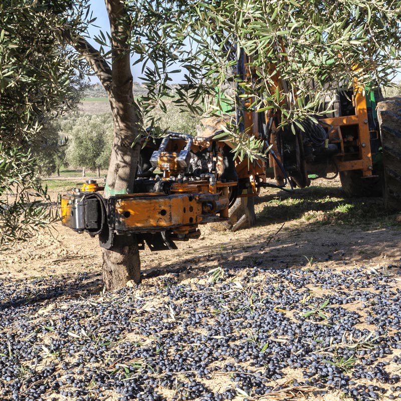 manutenzione raccolta olivi