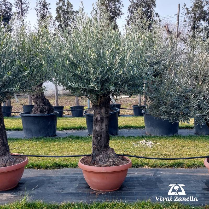 Olea europea ornamentale bonsai REF.019 
