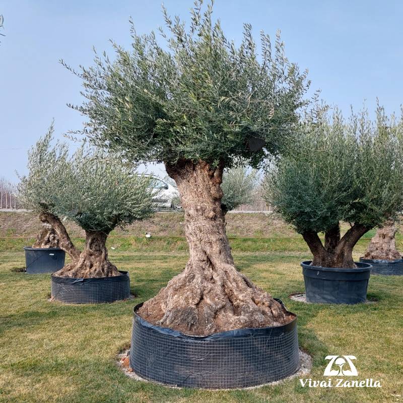 Olea europea ornamentale bonsai “Lechin” REF.008 