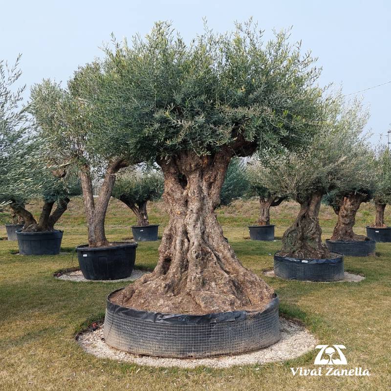 Olea europea ornamentale bonsai “Lechin” REF.068 