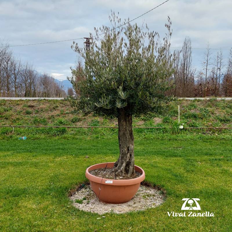 Olea europea ornamentale bonsai REF.028 