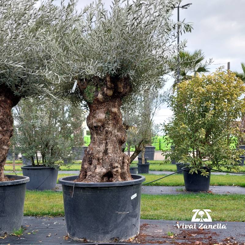 Olea europea ornamentale bonsai REF.052 