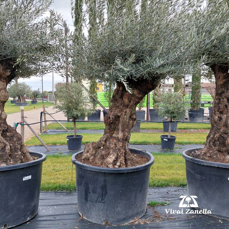 Olea europea ornamentale bonsai REF.030 
