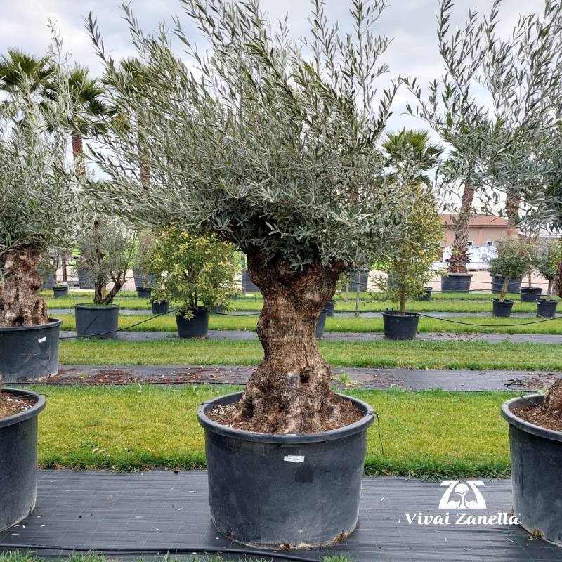 Olea europea ornamentale bonsai REF.081 