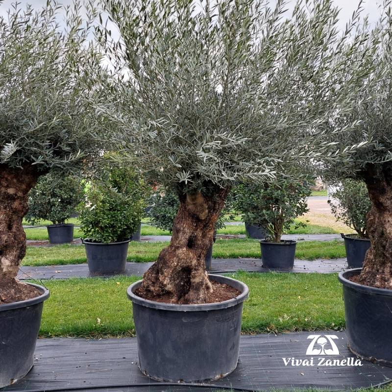 Olea europea ornamentale bonsai REF.092 