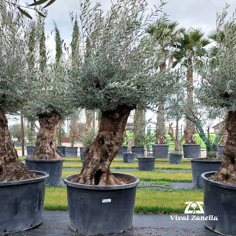 Olea europea ornamentale bonsai REF.041 